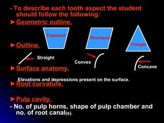 - To describe each tooth aspect the student- To describe each tooth aspect the student
should follow the following:should follow the following:
►►Geometric outline.Geometric outline.
►►Outline.Outline.
►►Surface anatomy.Surface anatomy.
►►Root curvature.Root curvature.
►►Pulp cavity.Pulp cavity.
- No. of pulp horns, shape of pulp chamber and- No. of pulp horns, shape of pulp chamber and
no. of root canalno. of root canal(s).(s).
Trapezoid
Rhomboid
Triangle
Straight
Convex
Concave
Elevations and depressions present on the surface.
 