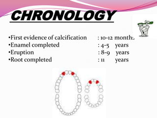 CHRONOLOGY
•First evidence of calcification
•Enamel completed
•Eruption
•Root completed

: 10-12 months
: 4-5 years
: 8-9 years
: 11
years

 