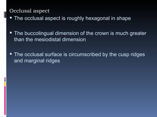 Occlusal aspect The occlusal aspect is roughly hexagonal in shape The buccolingual dimension of the crown is much greater than the mesiodistal dimension The occlusal surface is circumscribed by the cusp ridges and marginal ridges 