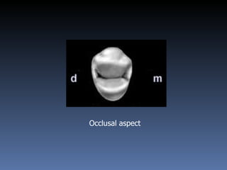 Occlusal aspect 