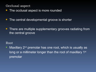 Occlusal aspect The occlusal aspect is more rounded The central developmental groove is shorter There are multiple supplementary grooves radiating from the central groove Root Maxillary 2 nd  premolar has one root, which is usually as long or a millimeter longer than the root of maxillary 1 st  premolar 