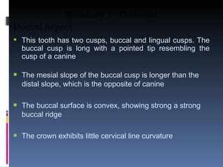 Maxillary 1 st  Premolar Buccal aspect This tooth has two cusps, buccal and lingual cusps. The buccal cusp is long with a pointed tip resembling the cusp of a canine The mesial slope of the buccal cusp is longer than the distal slope, which is the opposite of canine The buccal surface is convex, showing strong a strong buccal ridge The crown exhibits little cervical line curvature 
