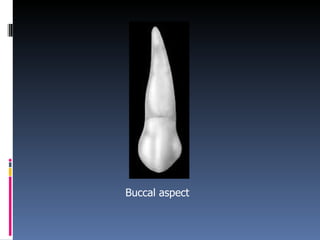 Buccal aspect 