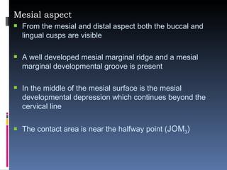 Mesial aspect From the mesial and distal aspect both the buccal and lingual cusps are visible A well developed mesial marginal ridge and a mesial marginal developmental groove is present In the middle of the mesial surface is the mesial developmental depression which continues beyond the cervical line The contact area is near the halfway point ( JOM 3 ) 