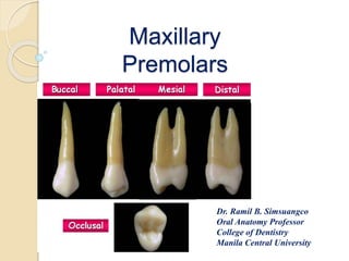 Maxillary 
Premolars 
Dr. Ramil B. Simsuangco 
Oral Anatomy Professor 
College of Dentistry 
Manila Central University 
 