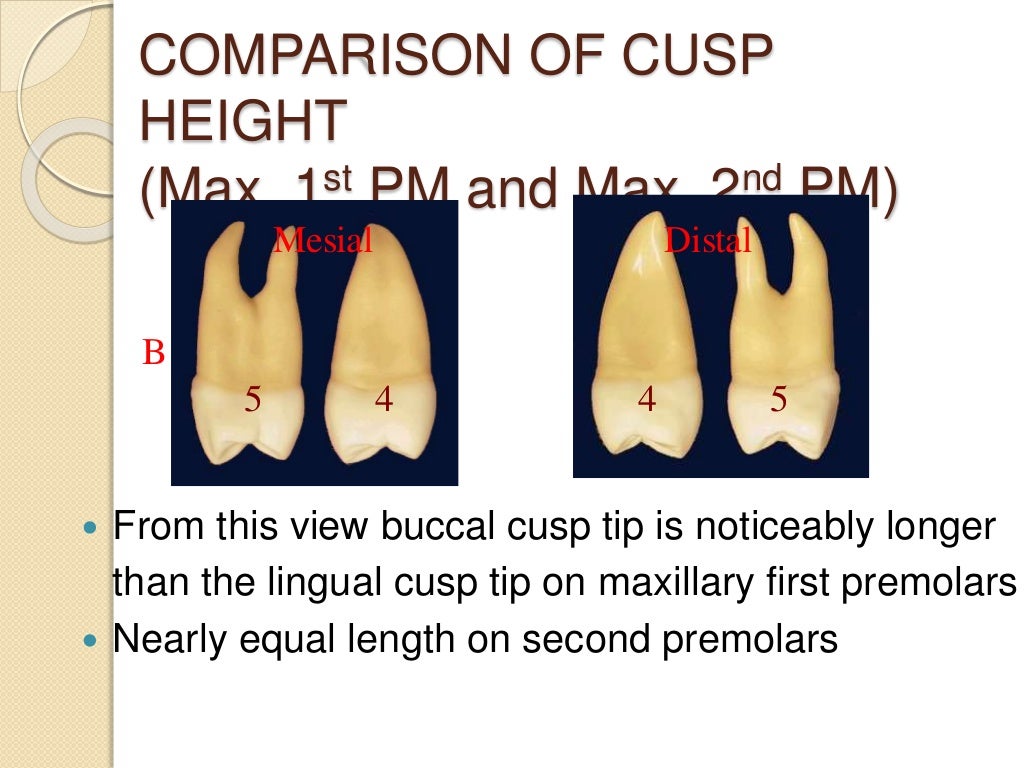 PERMANENT MAXILLARY PREMOLARS