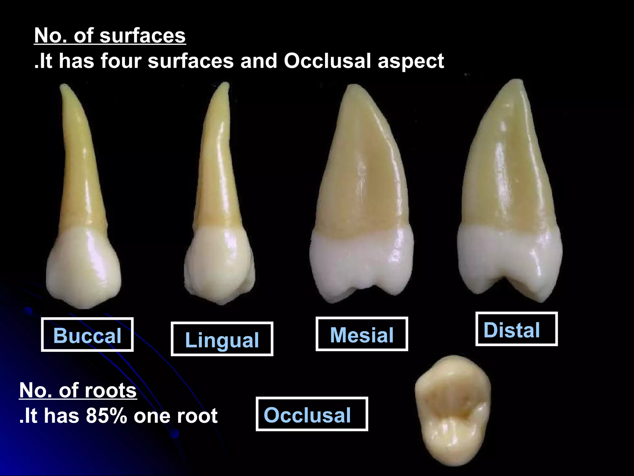 Maxillary Premolars | PPT