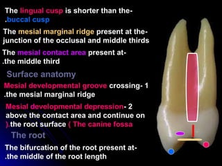 -The lingual cusp is shorter than the
buccal cusp.
-The mesial marginal ridge present at the
junction of the occlusal and middle thirds
-The mesial contact area present at
the middle third.
Surface anatomy
1-Mesial developmental groove crossing
the mesial marginal ridge.
2-Mesial developmental depression
above the contact area and continue on
the root surface ( The canine fossa(.
-The bifurcation of the root present at
the middle of the root length.
The root
 
