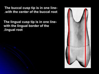 -The buccal cusp tip is in one line
with the center of the buccal root.
-The lingual cusp tip is in one line
with the lingual border of the
lingual root.
 