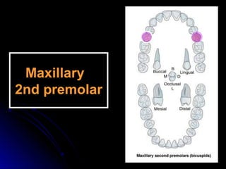 MaxillaryMaxillary
2nd premolar2nd premolar
 