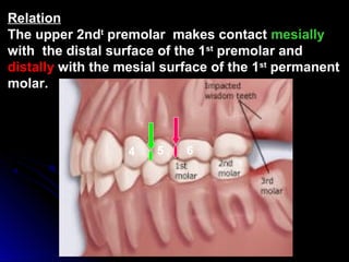 4 5
Relation
The upper 2ndt
premolar makes contact mesially
with the distal surface of the 1st
premolar and
distally with the mesial surface of the 1st
permanent
molar.
6
 
