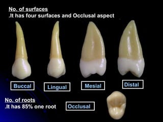 No. of surfaces
It has four surfaces and Occlusal aspect.
Buccal Lingual Mesial Distal
Occlusal
No. of roots
It has 85% one root.
 