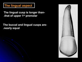The lingual aspect
-The lingual cusp is longer than
that of upper 1st
premolar.
-The buccal and lingual cusps are
nearly equal.
 