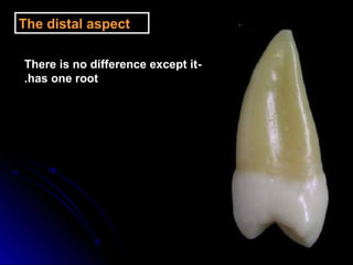The distal aspect
-There is no difference except it
has one root.
 