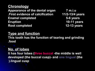 Chronology
Appearance of the dental organ 7 m.i.u
First evidence of calcification 11/2-13/4 years.
Enamel completed 5-6 years
Eruption 10-11 years
Root completed 12-13 years
Type and function
This tooth has the function of tearing and grinding
food.
No. of lobes
It has four lobes (three buccal -the middle is well
developed (the buccal cusp(- and one lingual (the
lingual cusp(.
 