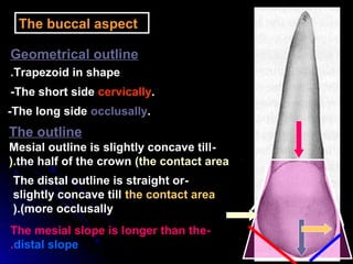 The buccal aspect
Geometrical outline
-The short side cervically.
-The long side occlusally.
Trapezoid in shape.
The outline
-Mesial outline is slightly concave till
the half of the crown (the contact area(.
-The distal outline is straight or
slightly concave till the contact area
(more occlusally(.
-The mesial slope is longer than the
distal slope.
 