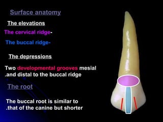 Surface anatomy
The elevations
-The cervical ridge
-The buccal ridge
The depressions
Two developmental grooves mesial
and distal to the buccal ridge.
The root
The buccal root is similar to
that of the canine but shorter.
 