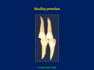 Maxillary premolars
Dr.madhusudhan redddy
 