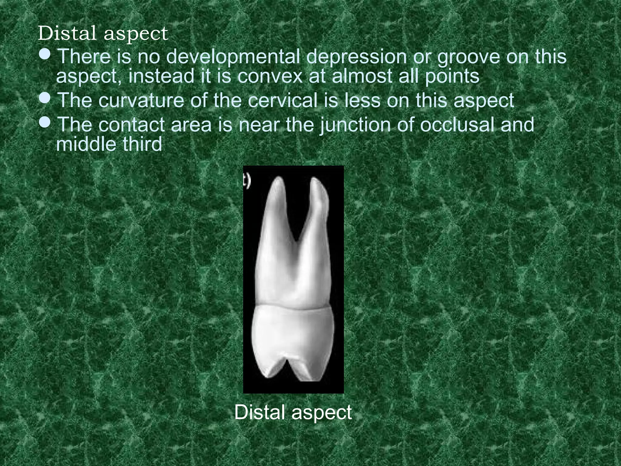 morphology of maxillary premolar teeth | PPT