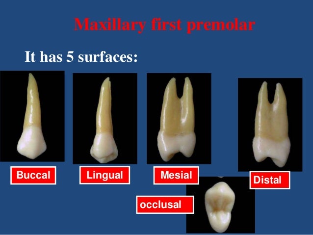 maxillary first premolar it has 5 surfaces buccal lingual mesial occlusal distal 10