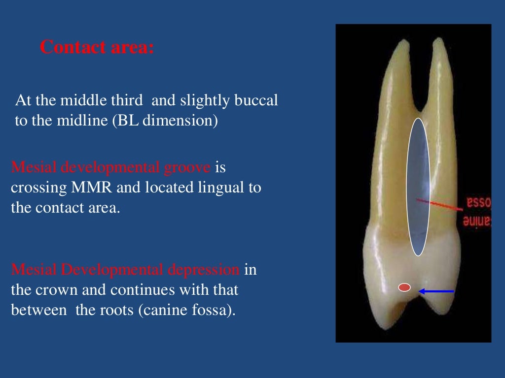 Maxillary Premolars