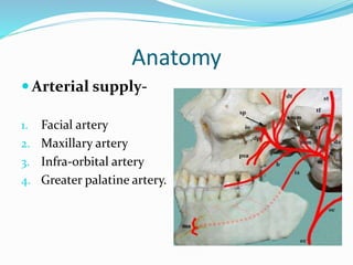 Anatomy
 Arterial supply-
1. Facial artery
2. Maxillary artery
3. Infra-orbital artery
4. Greater palatine artery.
 