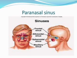 Paranasal sinus
 