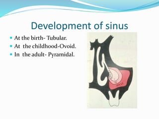 Development of sinus
 At the birth- Tubular.
 At the childhood-Ovoid.
 In the adult- Pyramidal.
 
