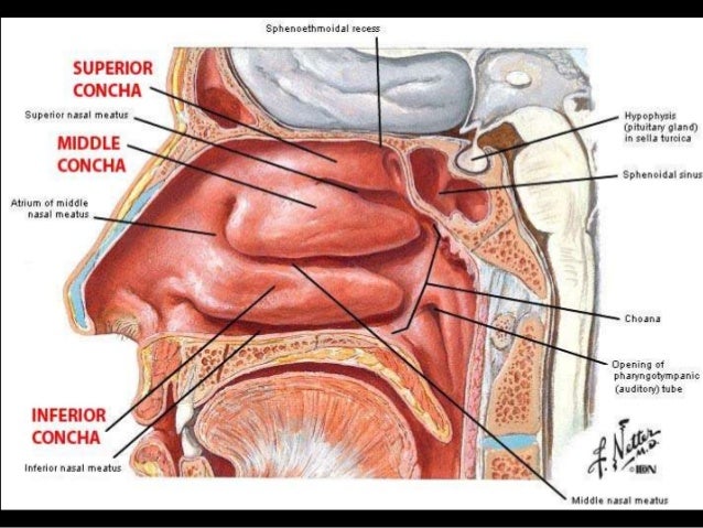 maxillary sinus 15 638 jpg cb 1429559835 maxillary sinus