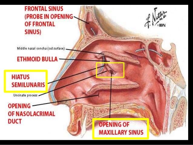 maxillary sinus 17 638 jpg cb 1429559835 maxillary sinus