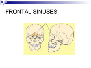 FRONTAL SINUSES
 