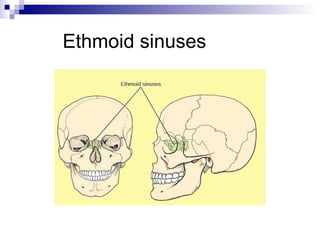 Ethmoid sinuses
 