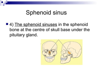 Sphenoid sinus
 4) The sphenoid sinuses in the sphenoid
bone at the centre of skull base under the
pituitary gland.
 
