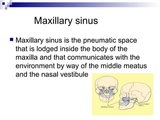 Maxillary sinus
 Maxillary sinus is the pneumatic space
that is lodged inside the body of the
maxilla and that communicates with the
environment by way of the middle meatus
and the nasal vestibule
 