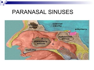 PARANASAL SINUSES
 