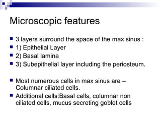 Microscopic features
 3 layers surround the space of the max sinus :
 1) Epithelial Layer
 2) Basal lamina
 3) Subepithelial layer including the periosteum.
 Most numerous cells in max sinus are –
Columnar ciliated cells.
 Additional cells:Basal cells, columnar non
ciliated cells, mucus secreting goblet cells
 