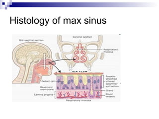 Histology of max sinus
 