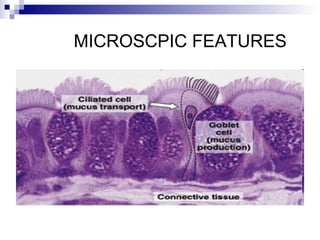 MICROSCPIC FEATURES
 
