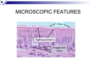 MICROSCOPIC FEATURES
 