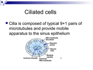 Ciliated cells
 Cilia is composed of typical 9+1 pairs of
microtubules and provide mobile
apparatus to the sinus epithelium
 
