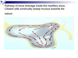 Pathway of sinus drainage inside the maxillary sinus.
Ciliated cells continually sweep mucous towards the
ostium.
 