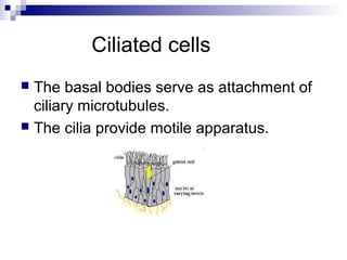 Ciliated cells
 The basal bodies serve as attachment of
ciliary microtubules.
 The cilia provide motile apparatus.
 