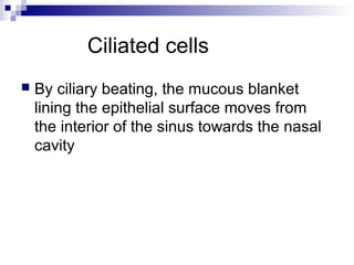 Ciliated cells
 By ciliary beating, the mucous blanket
lining the epithelial surface moves from
the interior of the sinus towards the nasal
cavity
 