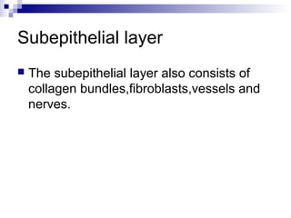 Subepithelial layer
 The subepithelial layer also consists of
collagen bundles,fibroblasts,vessels and
nerves.
 