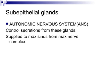 Subepithelial glands
 AUTONOMIC NERVOUS SYSTEM(ANS)
Control secretions from these glands.
Supplied to max sinus from max nerve
complex.
 