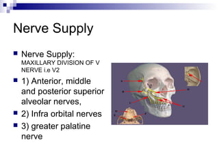 Nerve Supply
 Nerve Supply:
MAXILLARY DIVISION OF V
NERVE i.e V2
 1) Anterior, middle
and posterior superior
alveolar nerves,
 2) Infra orbital nerves
 3) greater palatine
nerve
 