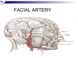 FACIAL ARTERY
 