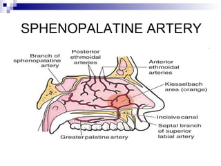 SPHENOPALATINE ARTERY
 