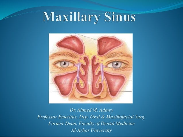 Maxillary Sinus