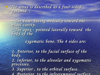 The sinus is described as a four-sidedThe sinus is described as a four-sided
pyramid ;pyramid ;
- The base: facing medially toward the- The base: facing medially toward the
nasal cavity.nasal cavity.
- The apex : pointed laterally toward the- The apex : pointed laterally toward the
body of thebody of the
zygomatic bone. The 4 sides are:zygomatic bone. The 4 sides are:
1. Anterior, to the facial surface of the1. Anterior, to the facial surface of the
body.body.
2. Inferior, to the alveolar and zygomatic2. Inferior, to the alveolar and zygomatic
processes.processes.
3. Superior , to the orbital surface.3. Superior , to the orbital surface.
 